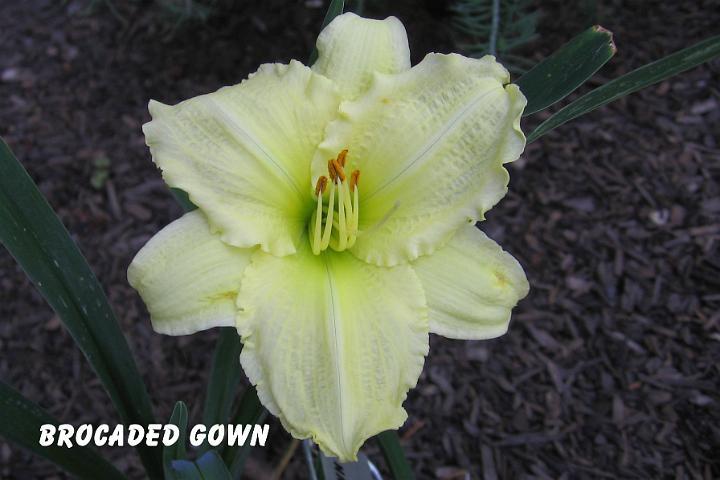 Photo of Daylily (Hemerocallis 'Brocaded Gown') uploaded by mcash70
