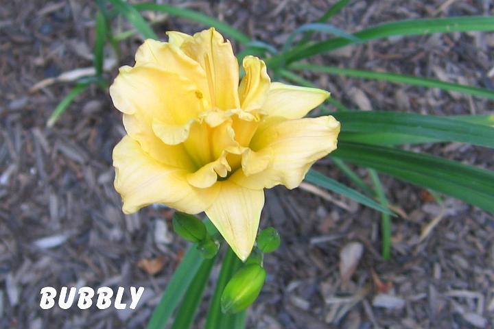 Photo of Daylily (Hemerocallis 'Bubbly') uploaded by mcash70