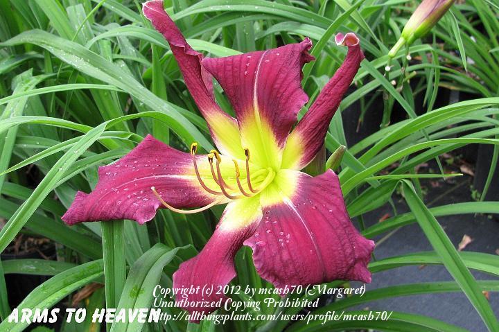 Photo of Daylily (Hemerocallis 'Arms to Heaven') uploaded by mcash70