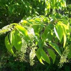 Location: Medina Co., Texas
Date: April 2007
Escarpment Black Cherry in bloom