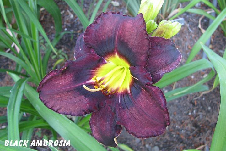 Photo of Daylily (Hemerocallis 'Black Ambrosia') uploaded by mcash70