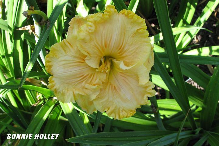 Photo of Daylily (Hemerocallis 'Bonnie Holley') uploaded by mcash70