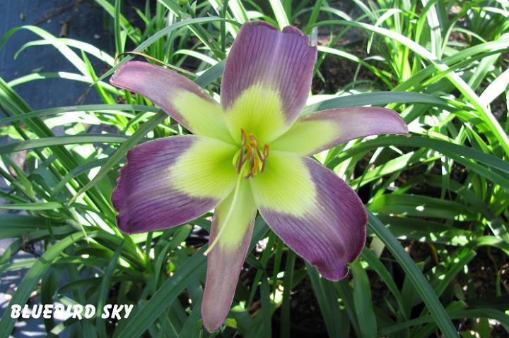 Photo of Daylily (Hemerocallis 'Bluebird Sky') uploaded by mcash70
