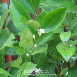 Location: At our garden - Central Valley area, CA
Date: 2011-09-21
Calamondin with its white scented blooms
