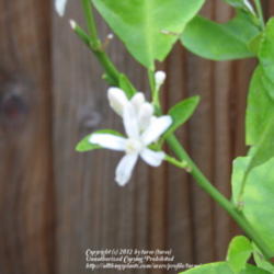 Location: At our garden - Tracy, CA
Date: 2011-09-21
Fully opened flowers - calamondin