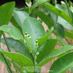 Location: At our garden - Central Valley area, CA
Date: 2011-09-25
Calamondin fruits starting to form after flowers fade