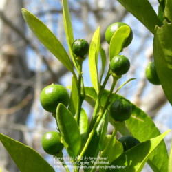 Location: At our garden - Central Valley area, CA
Date: 2012-02-10
Calamondin fruits gets bigger