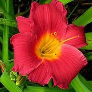 Photo of Daylily (Hemerocallis 'Red Fountain') uploaded by vic