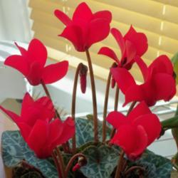 Location: In my house.
Date: 2012-02-09
Nice winter plant, brightens things up!