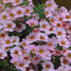Location: In my garden in Kalama, Wa.
Date: 2010-07-30
Closeup of blooms