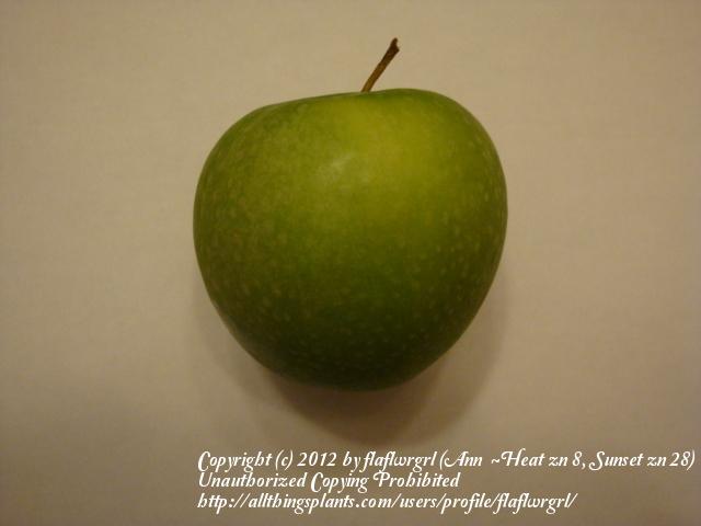 Photo of Apple (Malus domestica 'Granny Smith') uploaded by flaflwrgrl