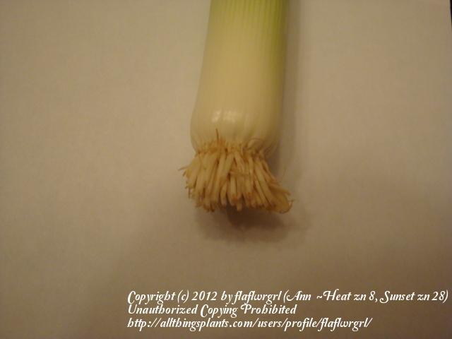 Photo of Allium uploaded by flaflwrgrl