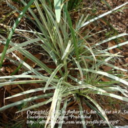 Location: zone 8/9 Lake City, Fl.
Date: 2012-02-11
variegated liriope