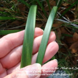 Location: zone 8/9 Lake City, Fl.
Date: 2012-02-11
green liriope leaf