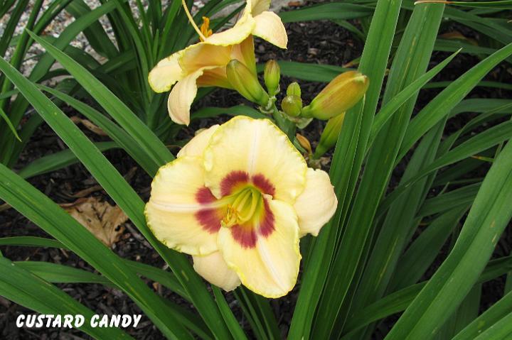 Photo of Daylily (Hemerocallis 'Custard Candy') uploaded by mcash70