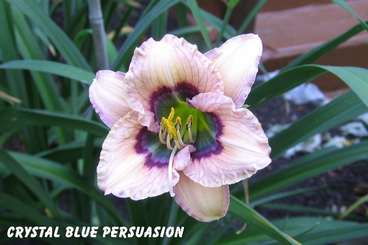 Photo of Daylily (Hemerocallis 'Crystal Blue Persuasion') uploaded by mcash70