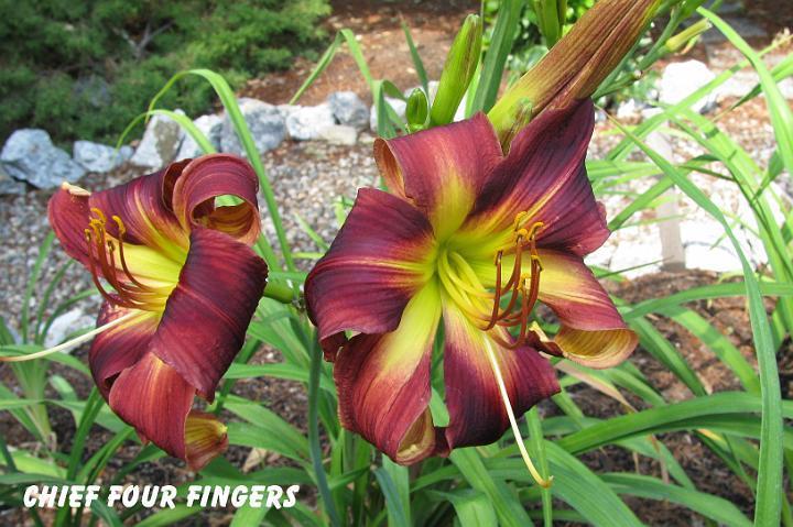 Photo of Daylily (Hemerocallis 'Chief Four Fingers') uploaded by mcash70