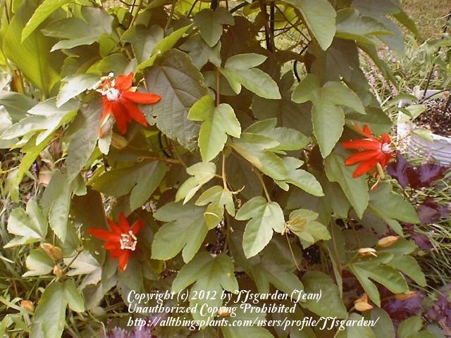 Photo of Crimson Passion Flower (Passiflora vitifolia) uploaded by JJsgarden