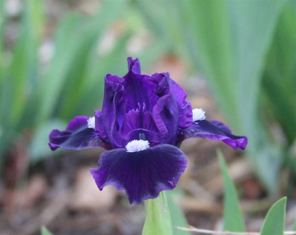 Photo of Standard Dwarf Bearded Iris (Iris 'Wish Upon a Star') uploaded by KentPfeiffer