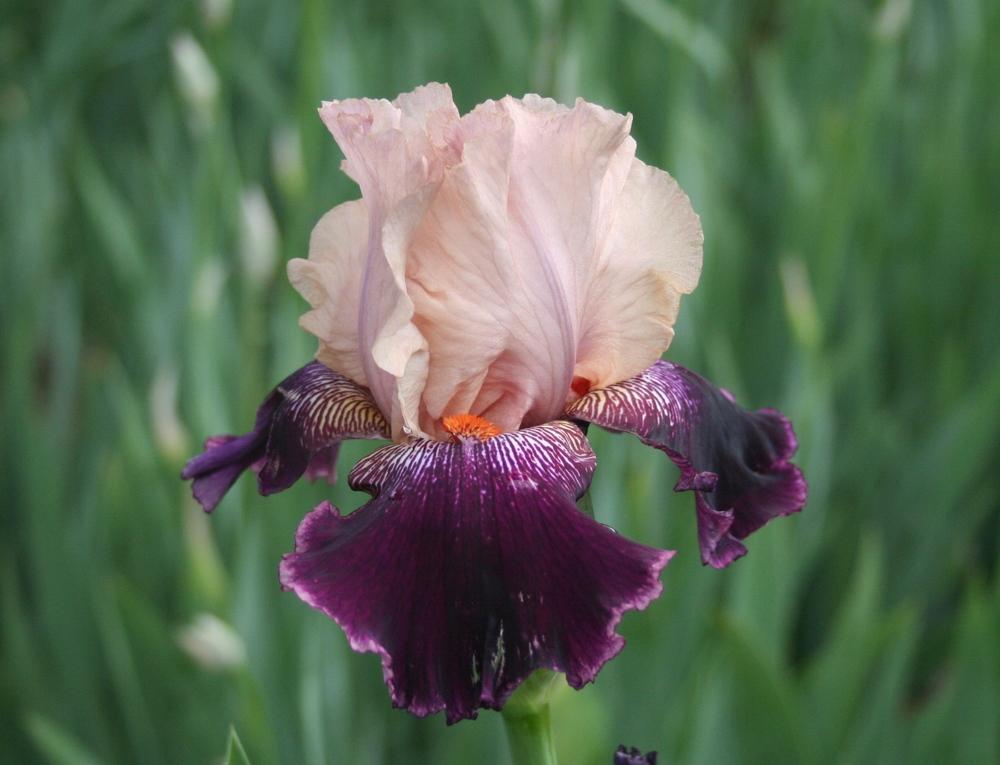 Photo of Tall Bearded Iris (Iris 'Wench') uploaded by KentPfeiffer