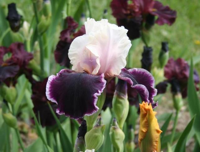 Photo of Tall Bearded Iris (Iris 'Sweeter than Wine') uploaded by KentPfeiffer