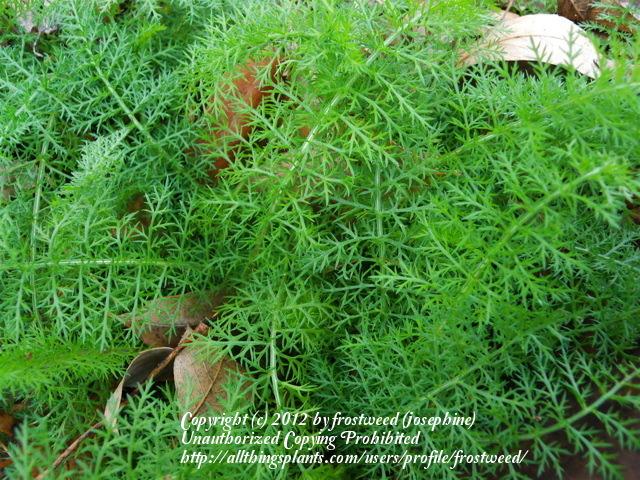 Photo of Yarrow (Achillea millefolium) uploaded by frostweed