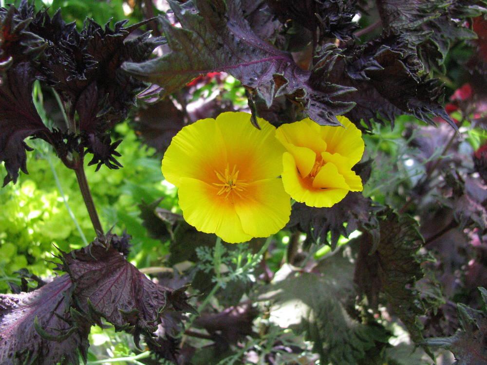 Photo of California Poppy (Eschscholzia californica) uploaded by jmorth