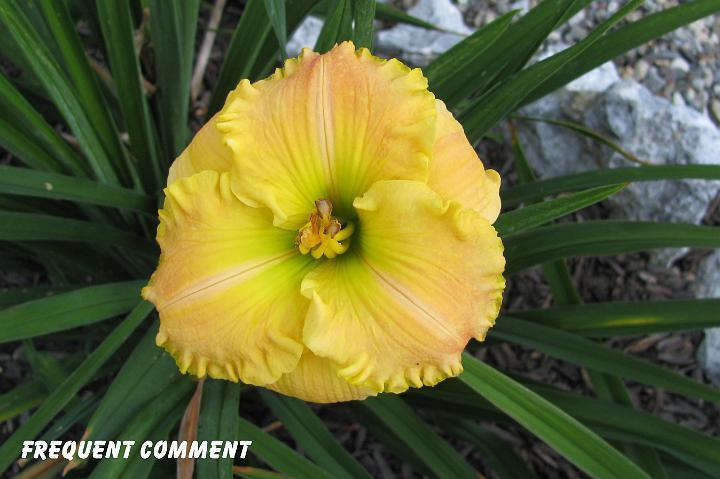 Photo of Daylily (Hemerocallis 'Frequent Comment') uploaded by mcash70