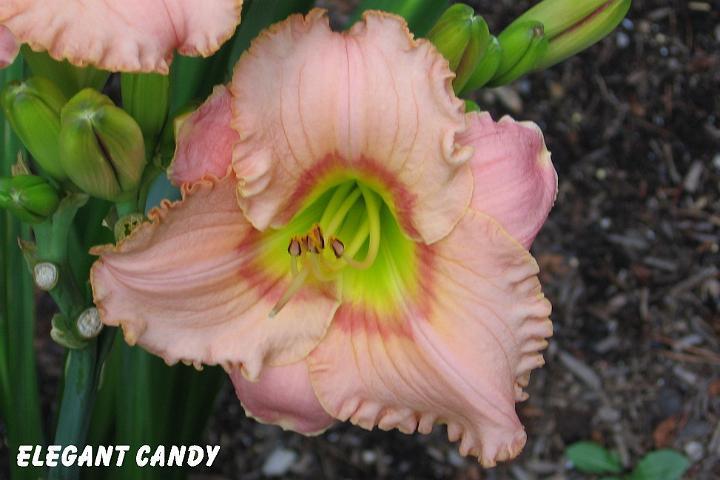 Photo of Daylily (Hemerocallis 'Elegant Candy') uploaded by mcash70