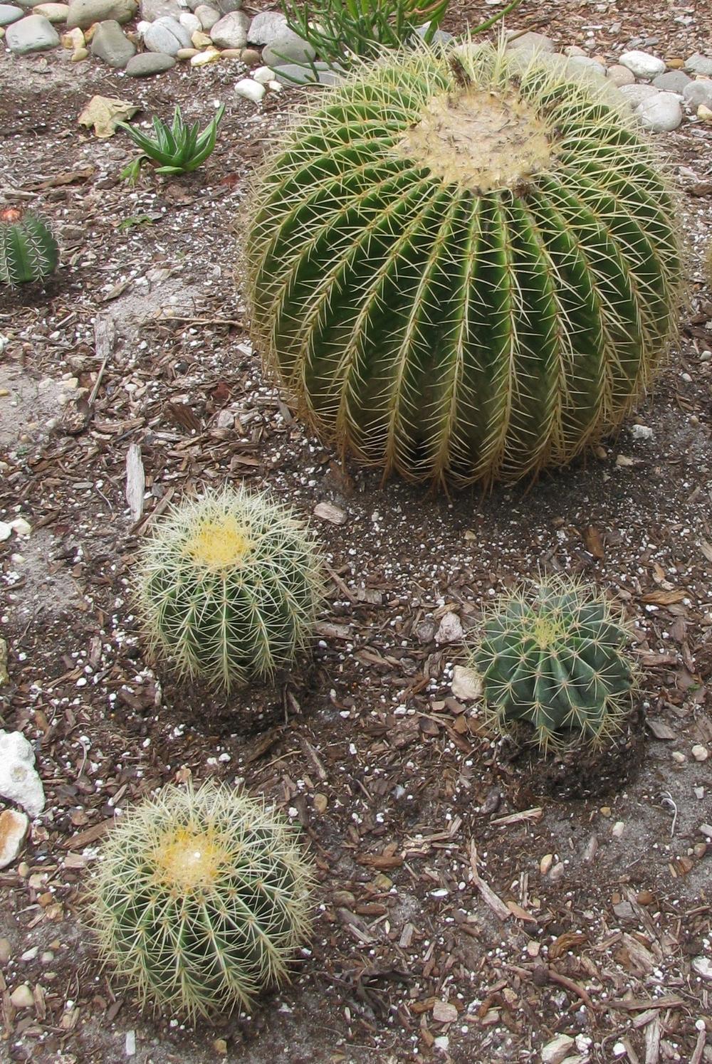 Photo of Golden Barrel Cactus (Kroenleinia grusonii) uploaded by Dutchlady1