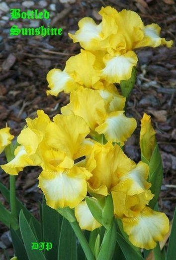 Photo of Intermediate Bearded Iris (Iris 'Bottled Sunshine') uploaded by Ladylovingdove
