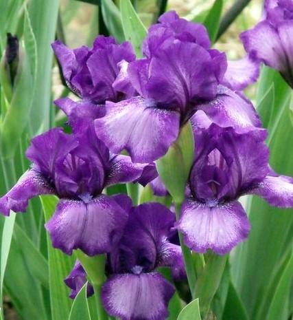 Photo of Intermediate Bearded Iris (Iris 'This and That') uploaded by Ladylovingdove