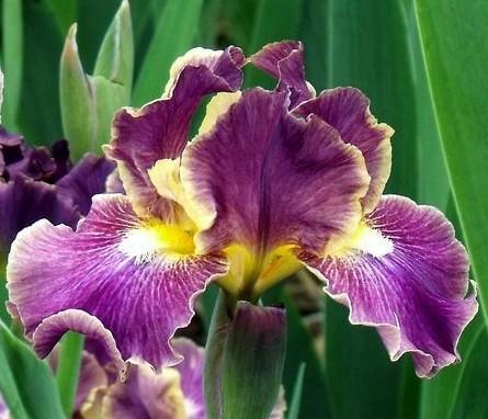 Photo of Intermediate Bearded Iris (Iris 'Blackcurrant') uploaded by Ladylovingdove