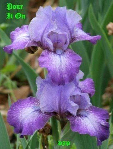 Photo of Intermediate Bearded Iris (Iris 'Pour It On') uploaded by Ladylovingdove