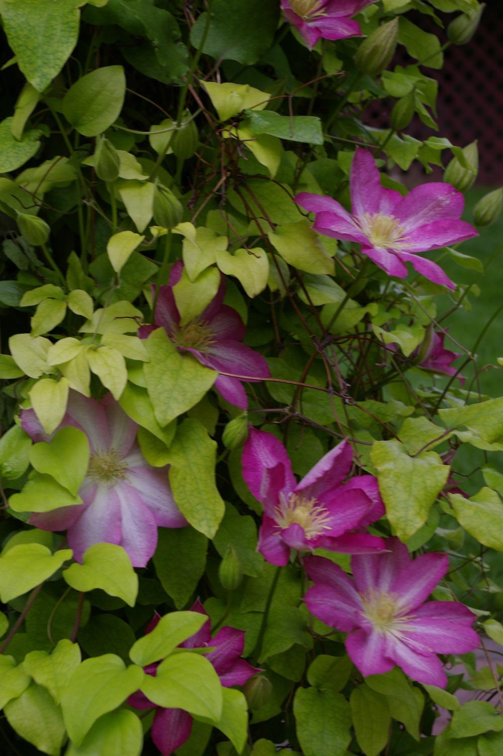 Photo of Clematis 'Asao' uploaded by Maridell