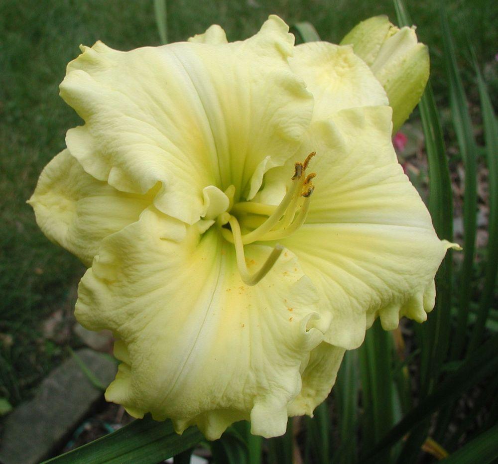 Photo of Daylily (Hemerocallis 'Eager and Early') uploaded by mbouman