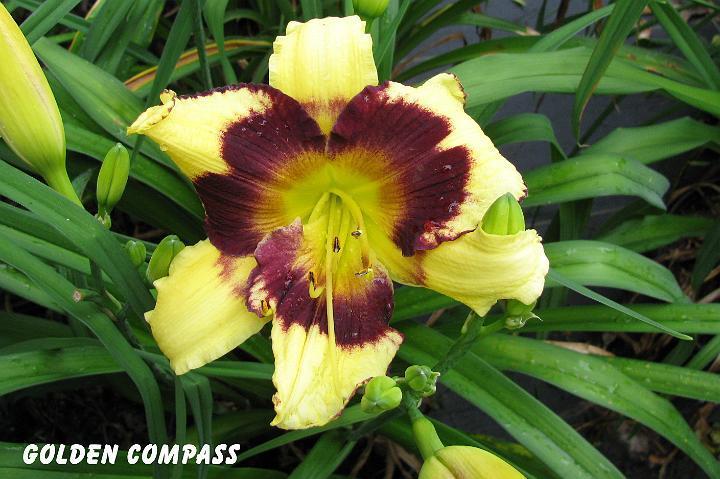 Photo of Daylily (Hemerocallis 'Golden Compass') uploaded by mcash70