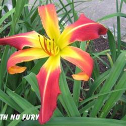 Location: BX Creek Daylilies, Vernon, BC.
Photo by Gail Morgan of BX Creek Daylilies. Used with permission.