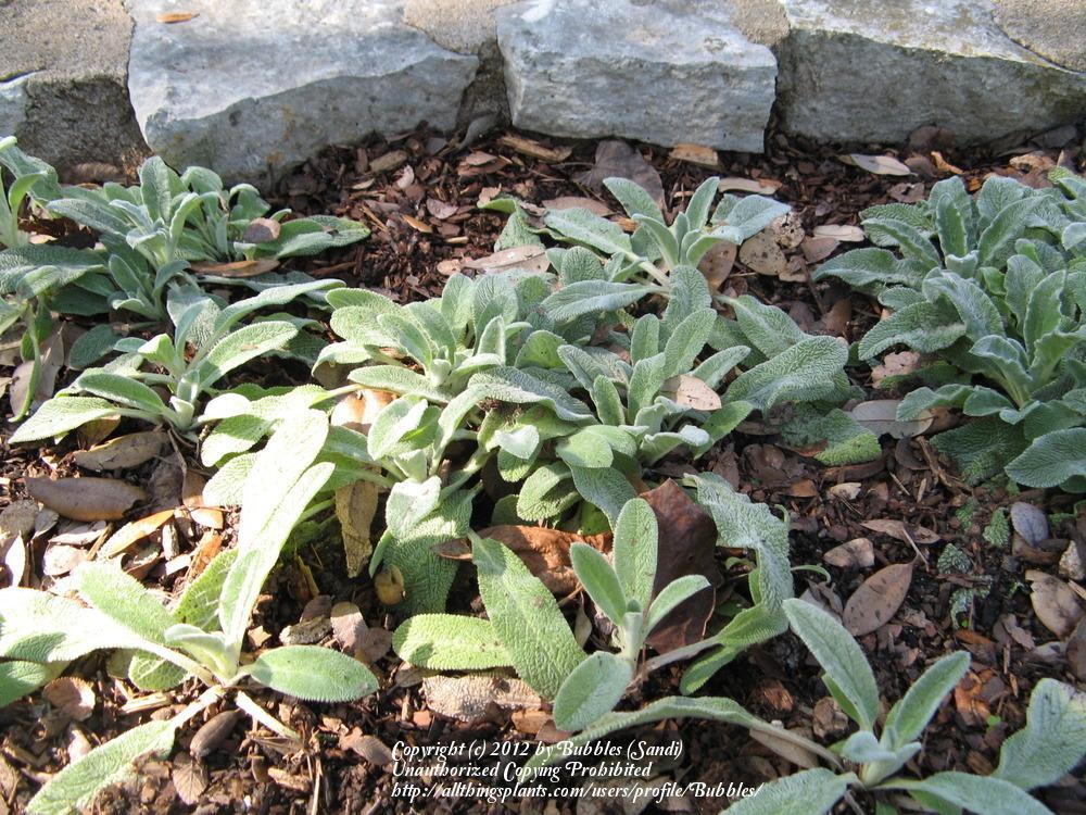 Photo of Lambs' Ears (Stachys byzantina) uploaded by Bubbles