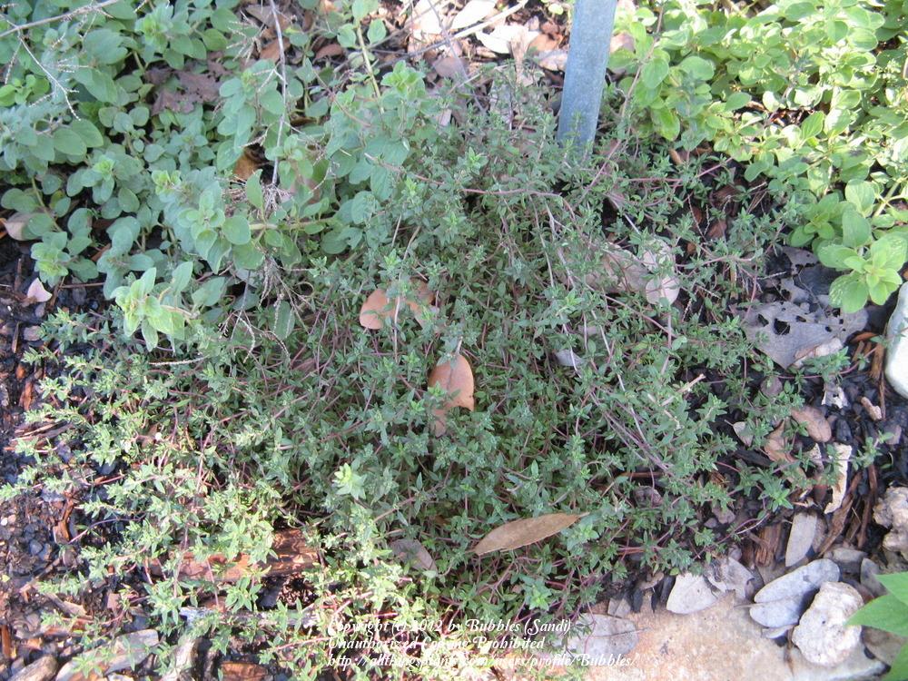 Photo of Common Thyme (Thymus vulgaris) uploaded by Bubbles