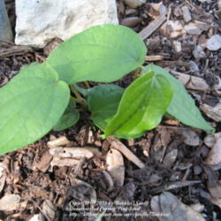 Location: Austin ,TX
Date: February
Emerging Black Pepper vine