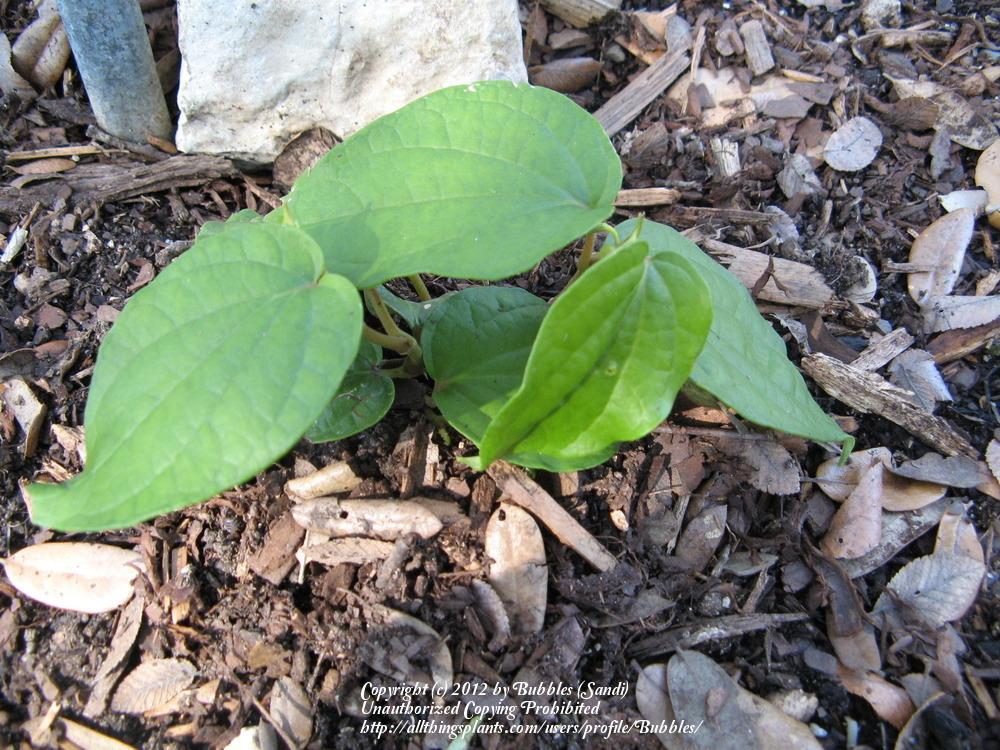 Photo of Black Pepper (Piper nigrum) uploaded by Bubbles