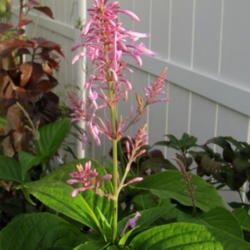 Location: Orlando, Central Florida, zone 9b
Date: 2012-02-15
Firespike pink