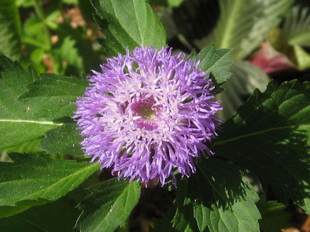 Photo of Brazilian Buttonbush (Centratherum punctatum) uploaded by GoneTropical