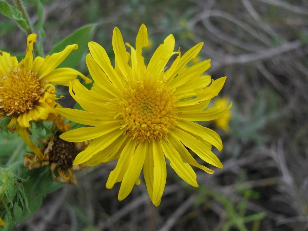 Photo of Camphor daisy (Rayjacksonia phyllocephala) uploaded by Horntoad