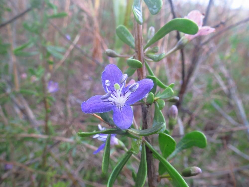 Photo of Carolina Wolfberry (Lycium carolinianum) uploaded by Horntoad
