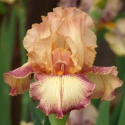 Location: Fort Worth TX
Date: 2011-04-10
Tall bearded iris \"Dorothy Parker\"