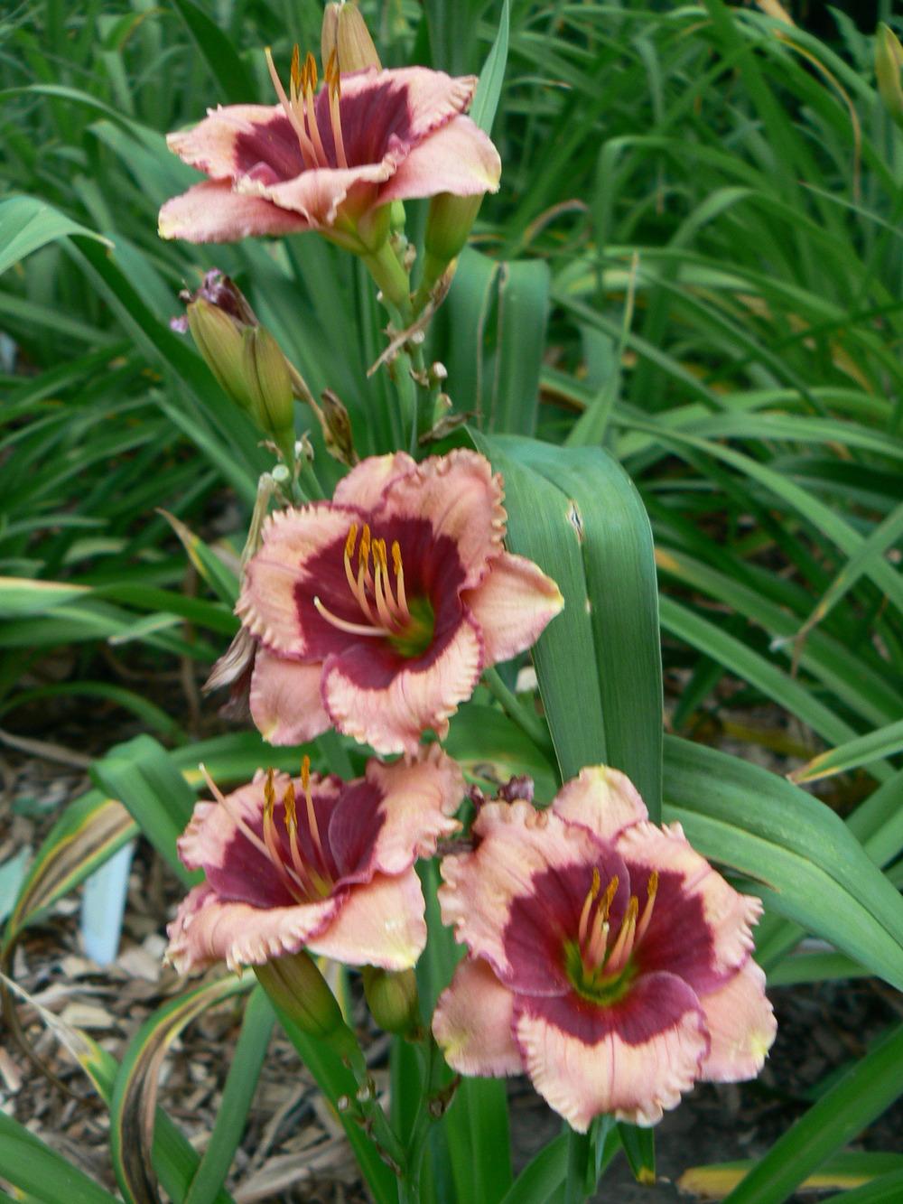 Photo of Daylily (Hemerocallis 'Mary Ethel Anderson') uploaded by annred97
