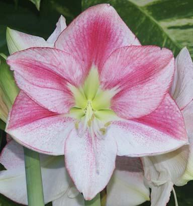 Photo of Amaryllis (Hippeastrum 'San Remo') uploaded by bsharf