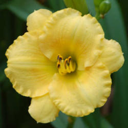 Location: University City, Missouri, zone 6
Date: June 15, 2005
Overall, this one's as perfect a daylily plant as I've seen.